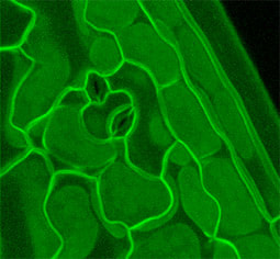 Reconstruction of cotyledon epidermis at an early stage of maturation. Photo credit: D. Ehrhardt